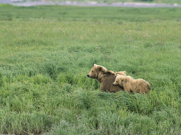 Обои картинки фото momma, and, her, cubs, brown, bears, alaska, животные, медведи