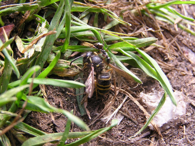 Обои картинки фото животные, пчелы, осы, шмели