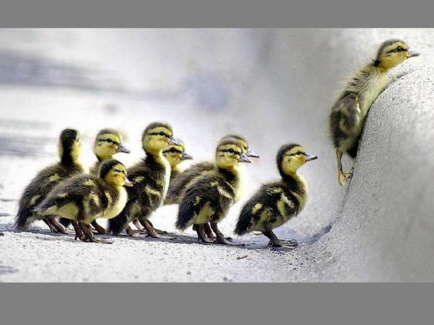 Обои картинки фото животные, утки