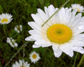 Картинка цветы ромашки