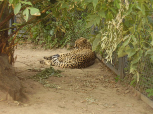 Картинка московский зоопарк животные гепарды