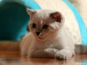 Картинка животные коты