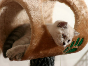 Картинка животные коты