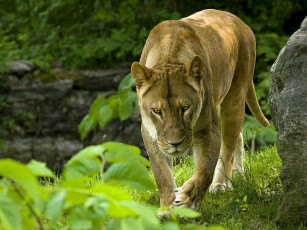 Картинка животные львы