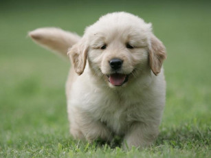 Картинка животные собаки