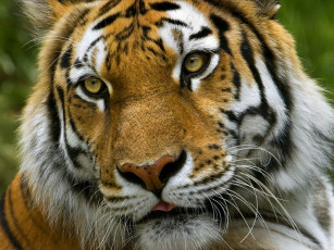 обоя животные, тигры