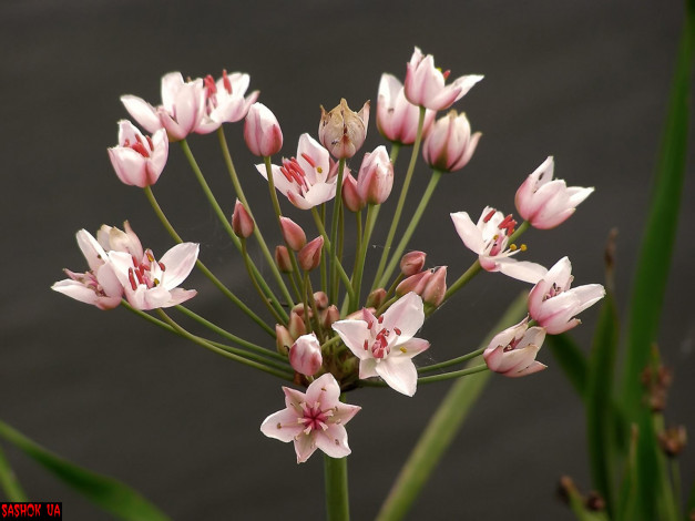 Обои картинки фото цветы