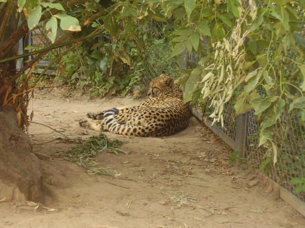Обои картинки фото московский, зоопарк, животные, гепарды