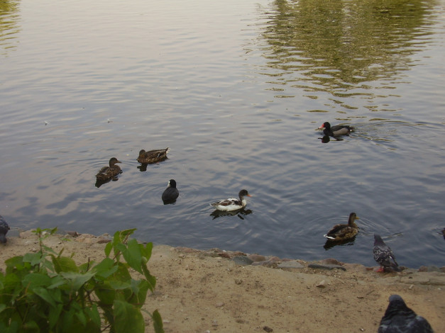 Обои картинки фото московский, зоопарк, животные, утки