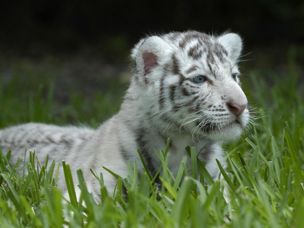 Обои картинки фото животные, тигры