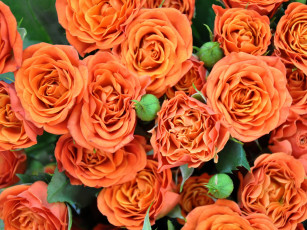 Картинка цветы розы