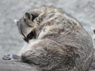 обоя животные, еноты