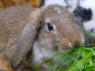Картинка животные кролики зайцы