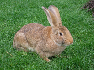 Картинка животные кролики зайцы
