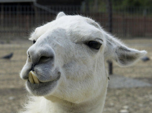 Картинка животные ламы