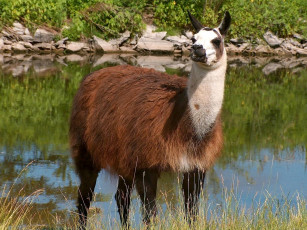 Картинка животные ламы