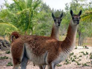 Картинка животные ламы