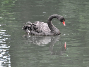 Картинка животные лебеди