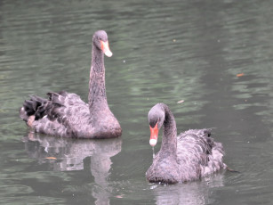 Картинка животные лебеди