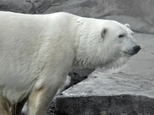 Картинка животные медведи