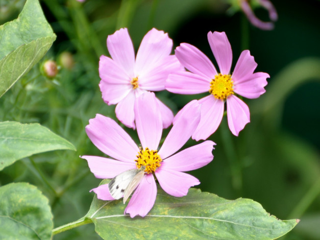 Обои картинки фото цветы, космея