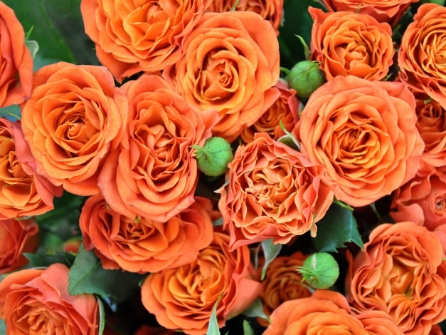 Обои картинки фото цветы, розы