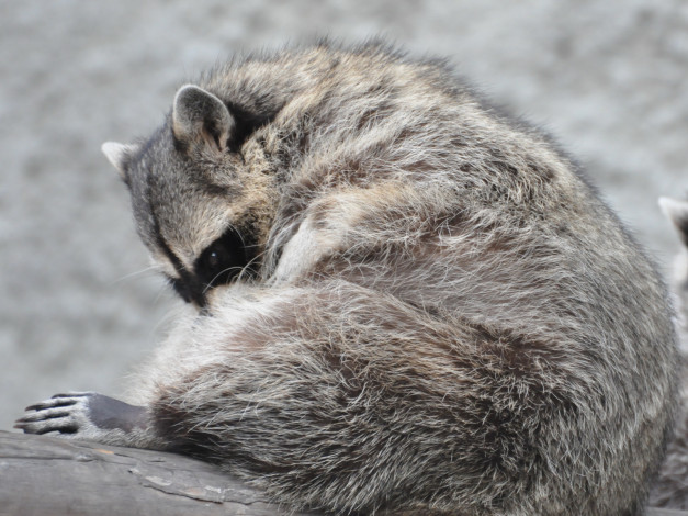 Обои картинки фото животные, еноты