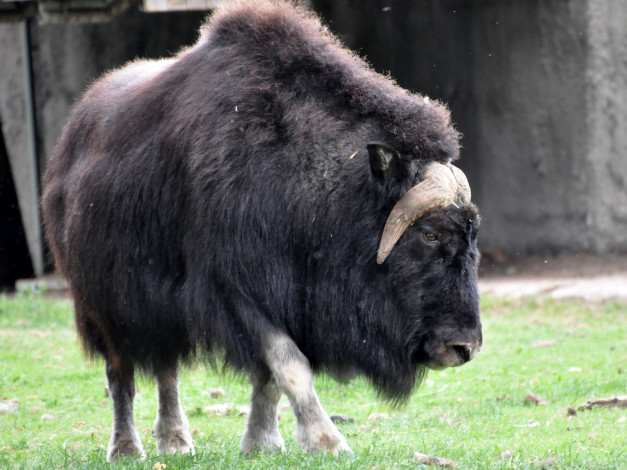 Обои картинки фото животные, коровы, буйволы