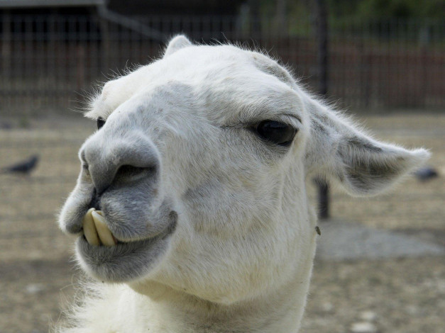 Обои картинки фото животные, ламы