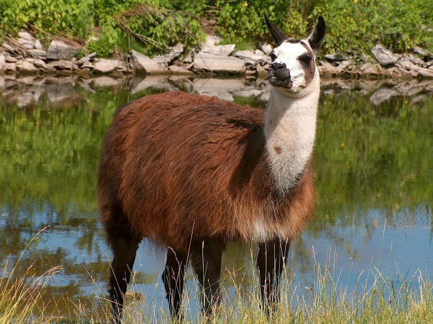 Обои картинки фото животные, ламы