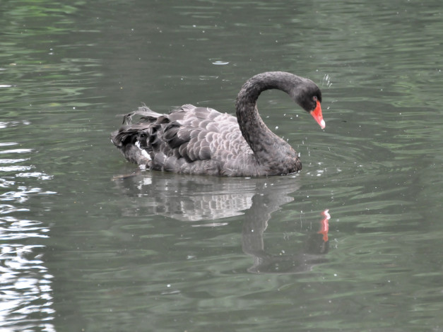 Обои картинки фото животные, лебеди