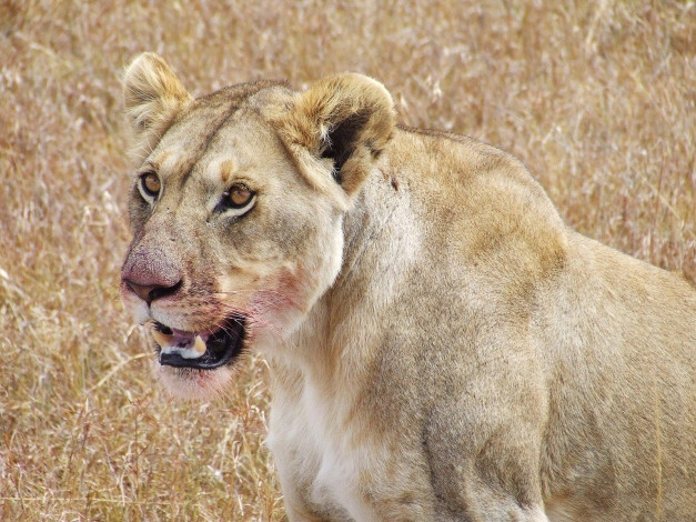 Обои картинки фото животные, львы