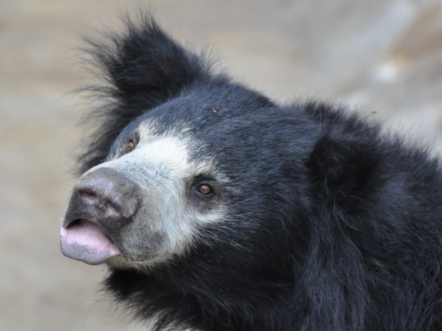 Обои картинки фото животные, медведи