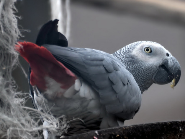 Обои картинки фото животные, попугаи