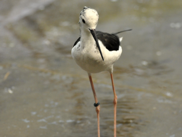 Обои картинки фото животные, птицы