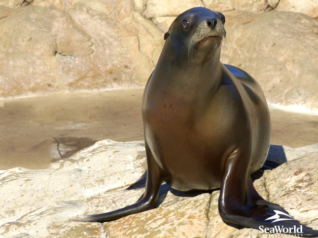 Обои картинки фото животные, тюлени, морские, львы, котики