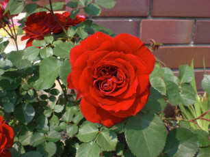 Картинка цветы розы роза