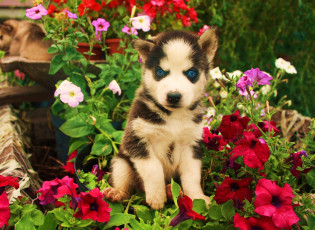 Картинка животные собаки петунии цветы хаски щенок