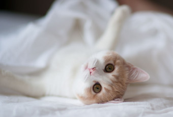 обоя животные, коты, взгляд