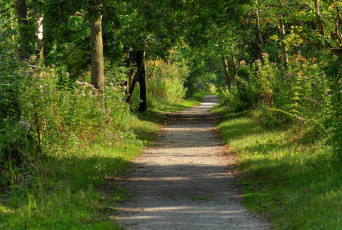 Картинка природа дороги дорога лес