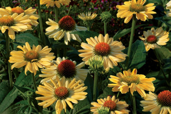 Картинка цветы эхинацея бутоны