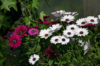 Картинка диморфотеки цветы