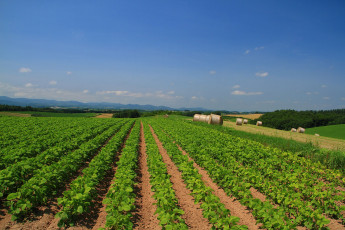 Картинка природа поля поле растение сено