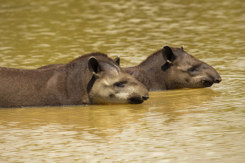 Картинка животные тапиры