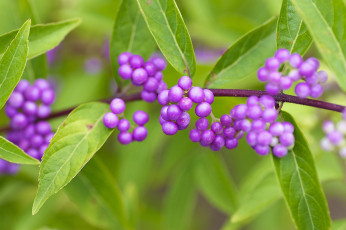 Картинка природа Ягоды callicarpa americana american beautyberry красивоплодник американский макро
