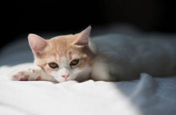 Картинка животные коты взгляд