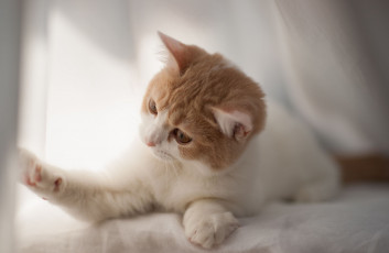 обоя животные, коты, киска