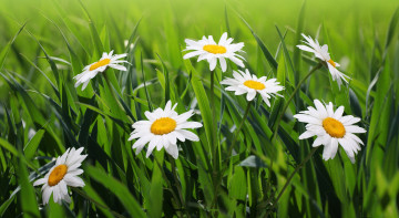 Картинка цветы ромашки трава