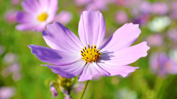 Картинка цветок цветы космея красивый солнце макро