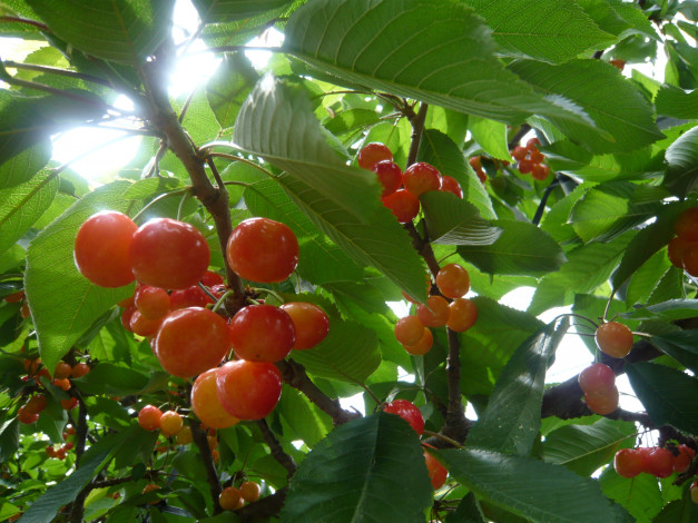 Обои картинки фото природа, Ягоды, лучи, ветка, листья, вишня